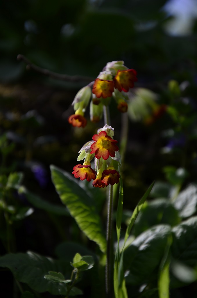 Kleine Blüten 3