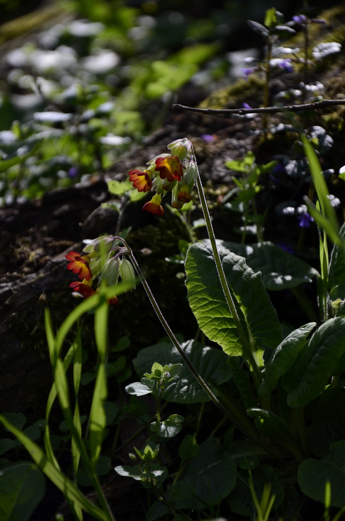 Kleine Blüten 4