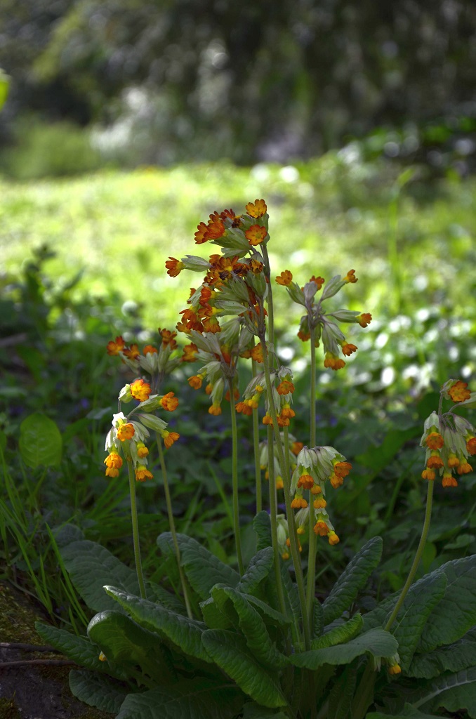 Kleine Blüten 5