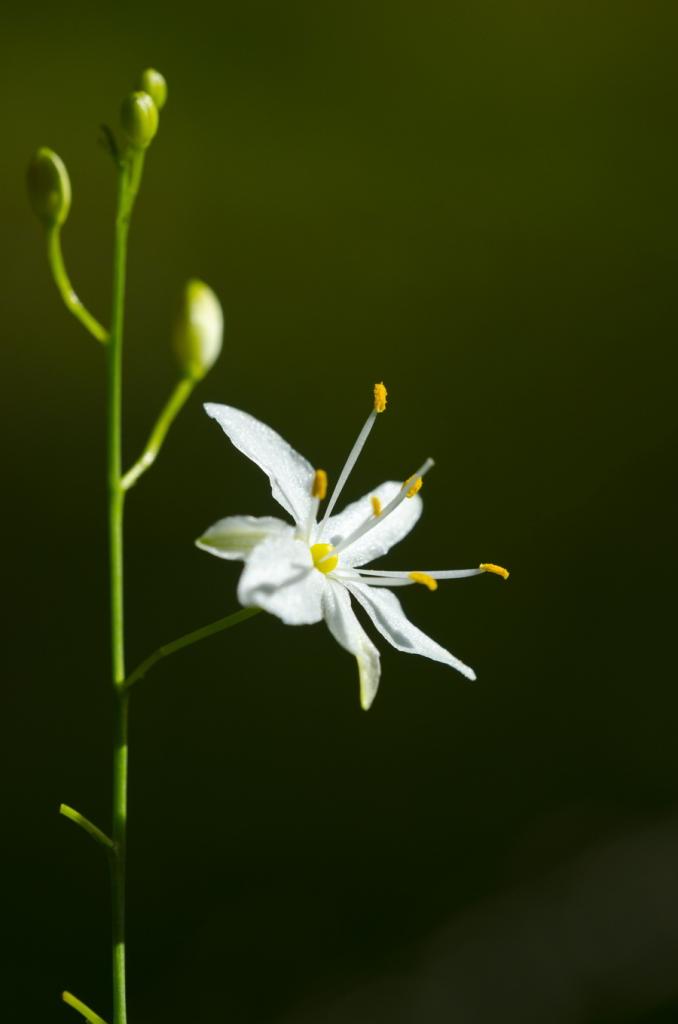 kleine Blume
