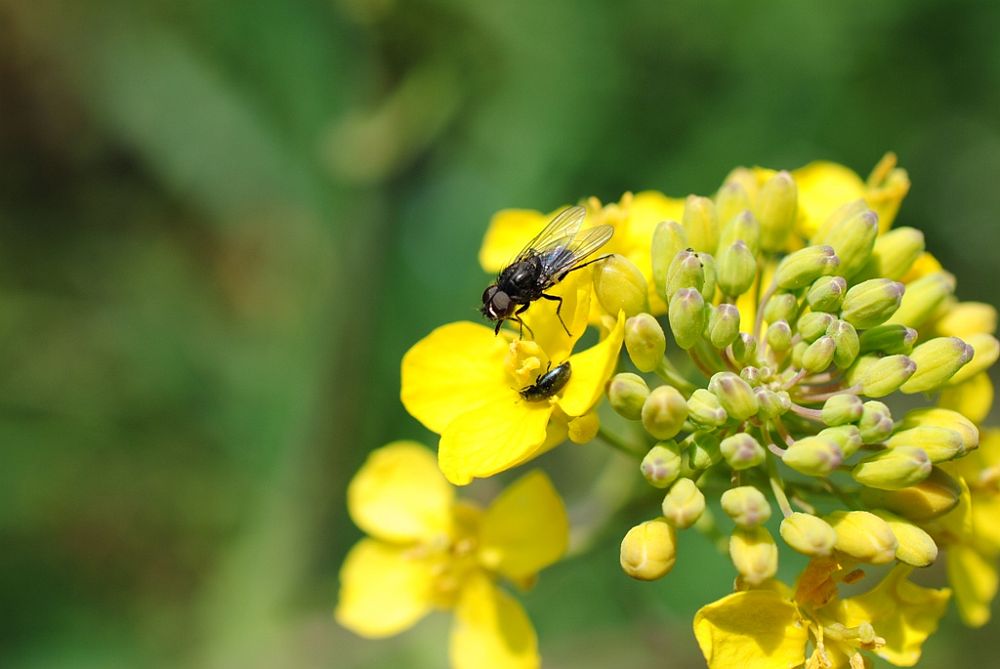 Kleine Fliege