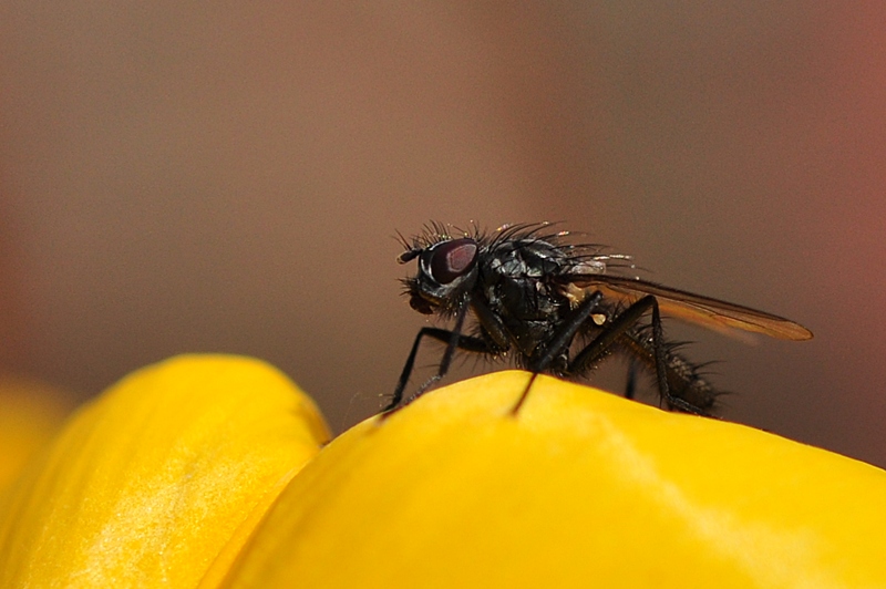 kleine Fliege