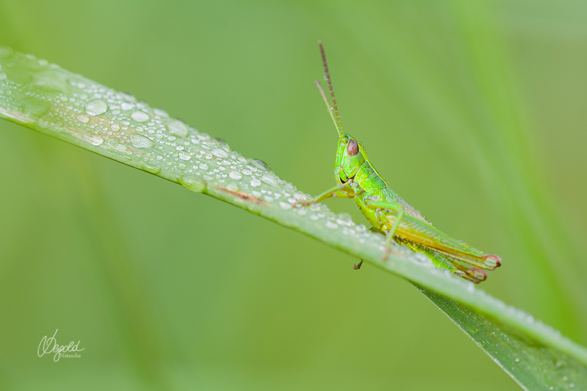 Kleine Goldschrecke (Euthystira brachyptera)
