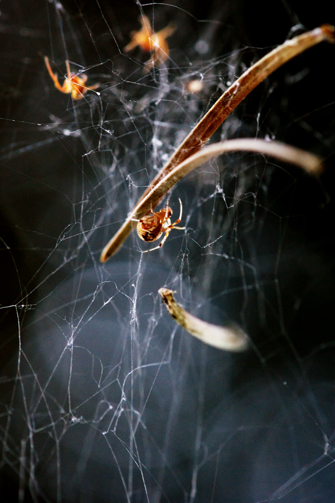 Kleine Spinne im Netz