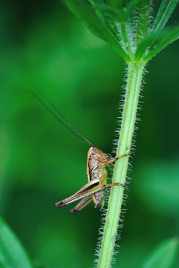 kleineHeuschrecke