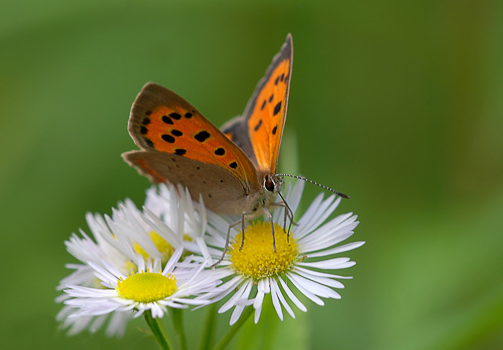 Kleiner Feuerfalter
(Lycaena phlaeas) auf Erigeron annuus