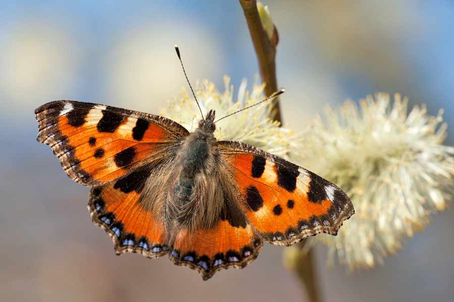 Kleiner Fuchs 2012 03 20 09