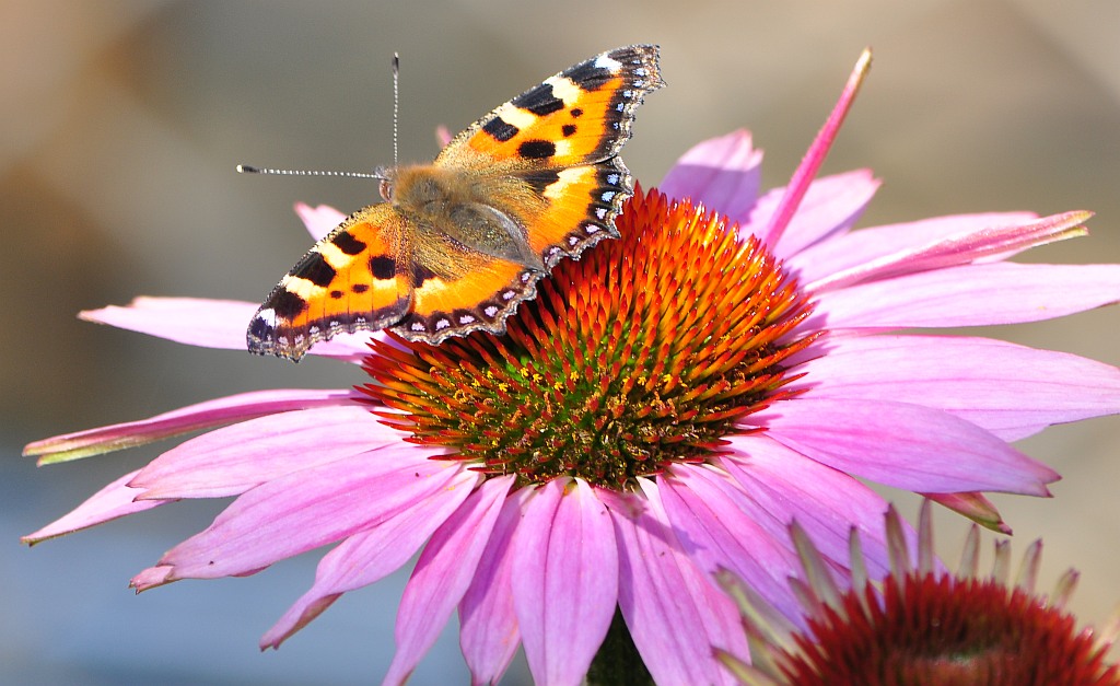 Kleiner Fuchs auf Echinacea