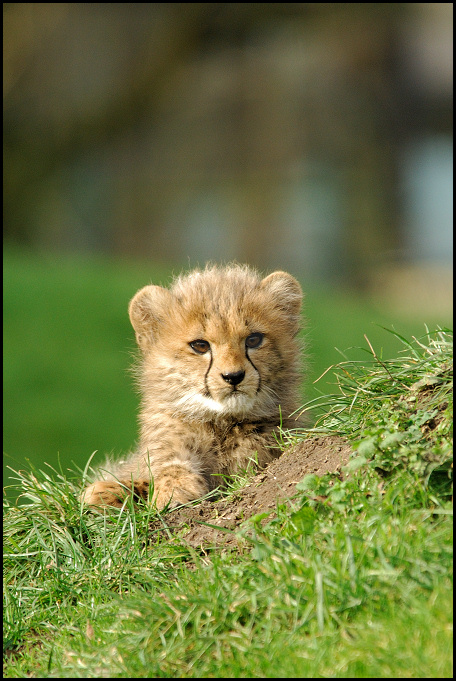 Kleiner Gepard 01