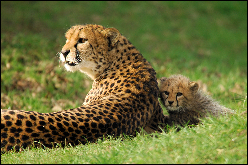 Kleiner Gepard 02