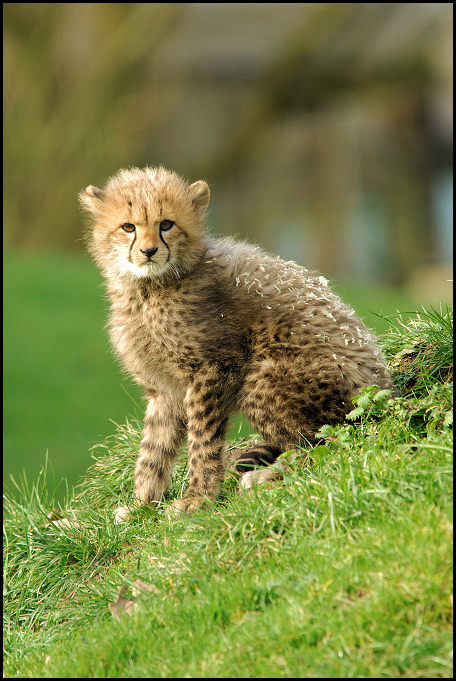 Kleiner Gepard 03
