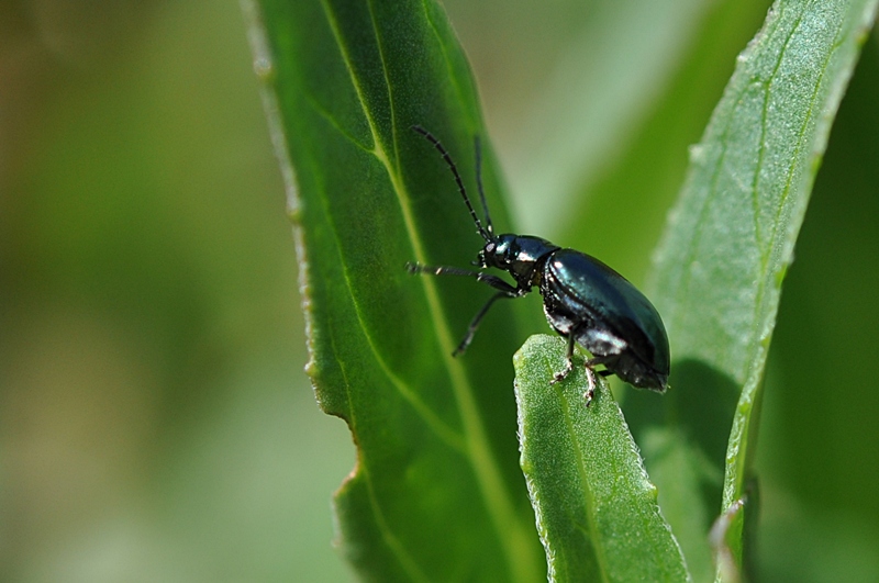 kleiner Käfer