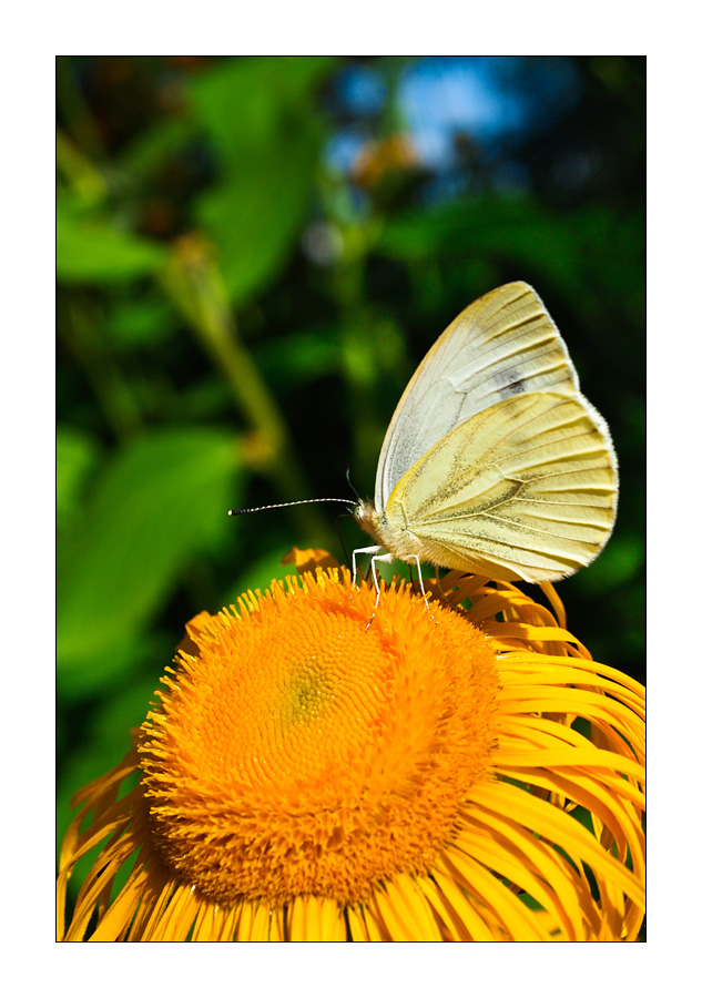 Kleiner Kohlweißling (Pieris rapae)