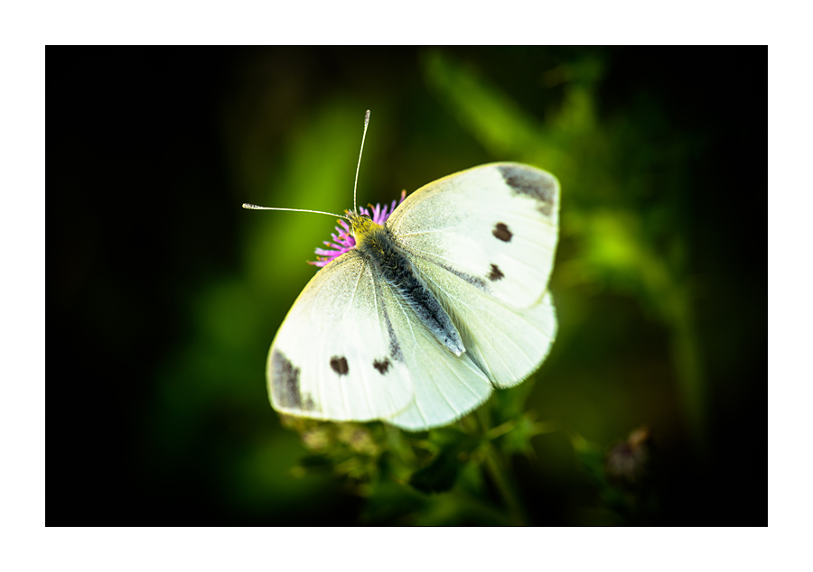 Kleiner Kohlweißling (Pieris rapae)