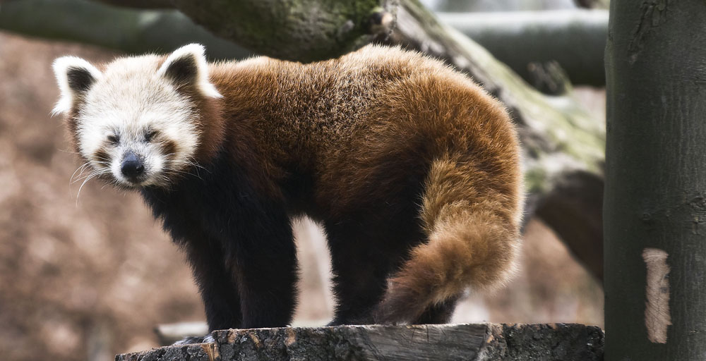 kleiner Panda 3
