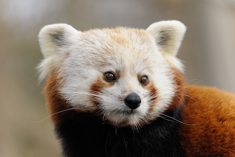 kleiner Panda
TG Nürnberg