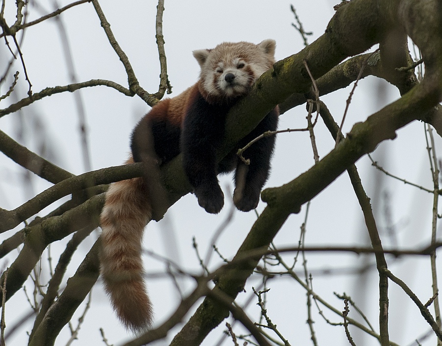 kleiner panda