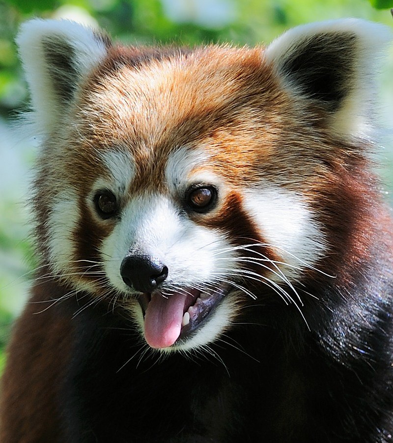 Kleiner Panda