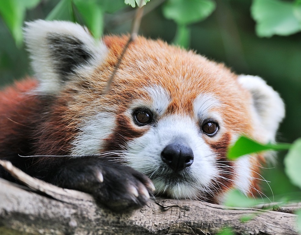 Kleiner Panda