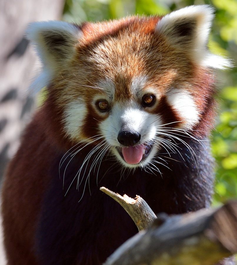 Kleiner Panda