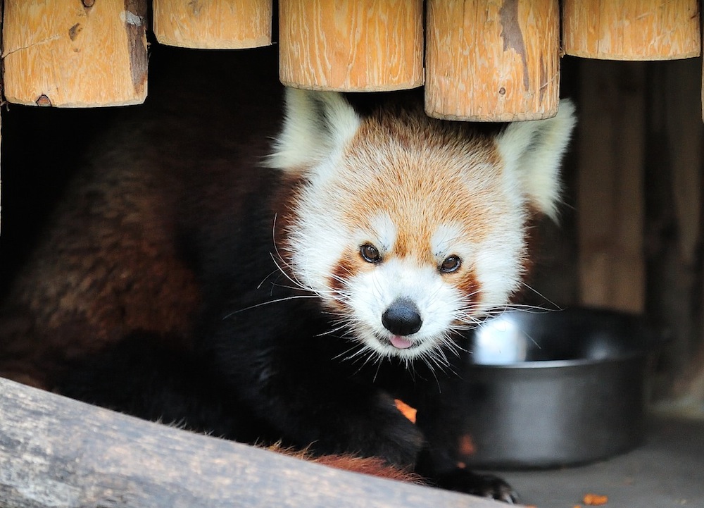 Kleiner Panda