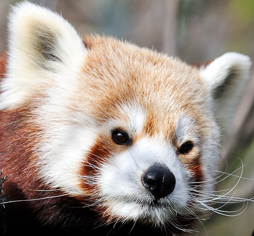 Kleiner Panda