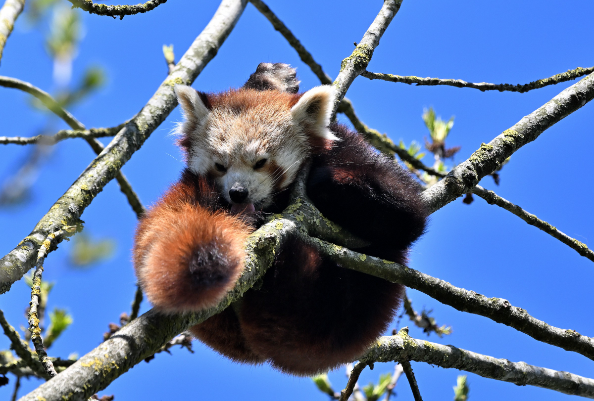 Kleiner Panda