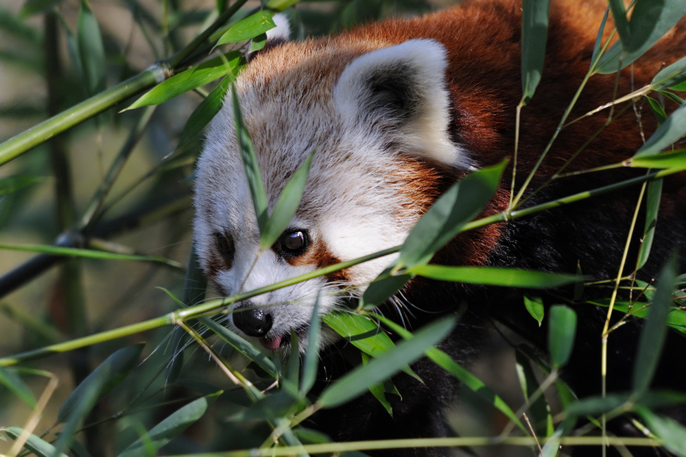 kleiner Pandabär 1
Tiergarten Nürnberg