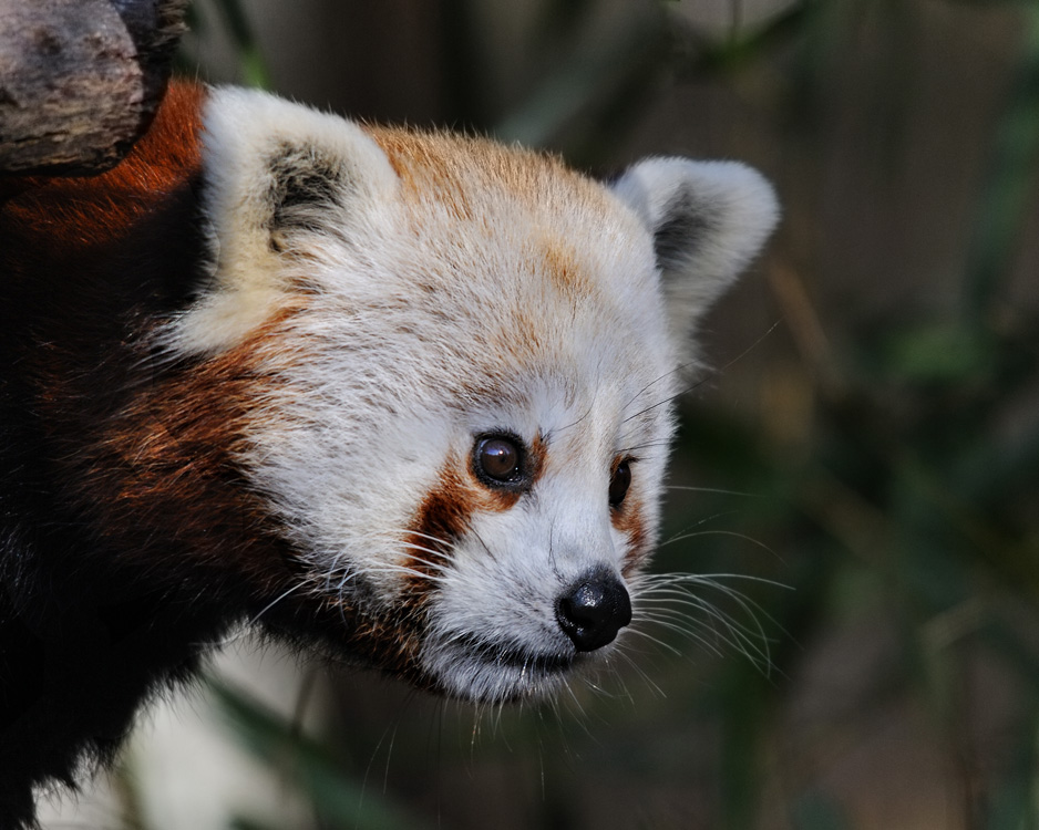 kleiner Pandabär 2
Tiergarten Nürnberg