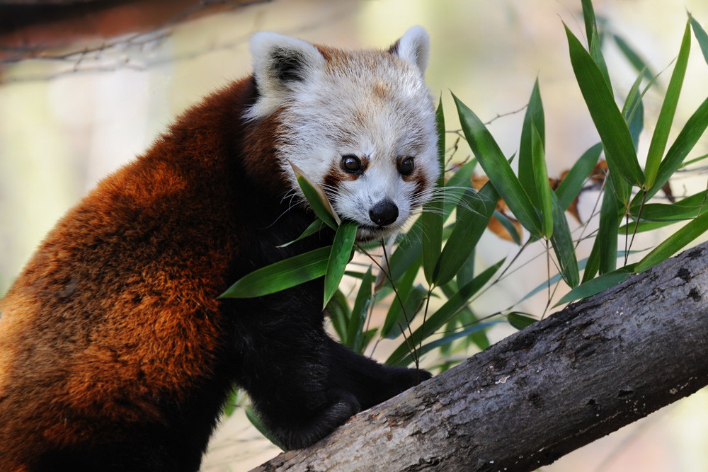 kleiner Pandabär 3
Tiergarten Nürnberg