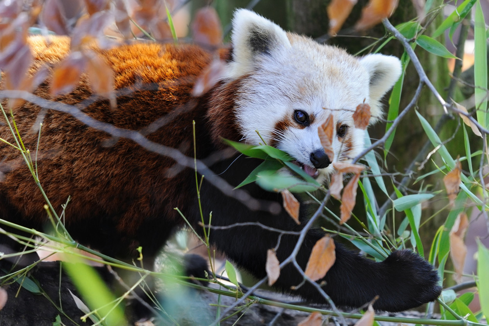 kleiner Pandabär 4
Tiergarten Nürnberg