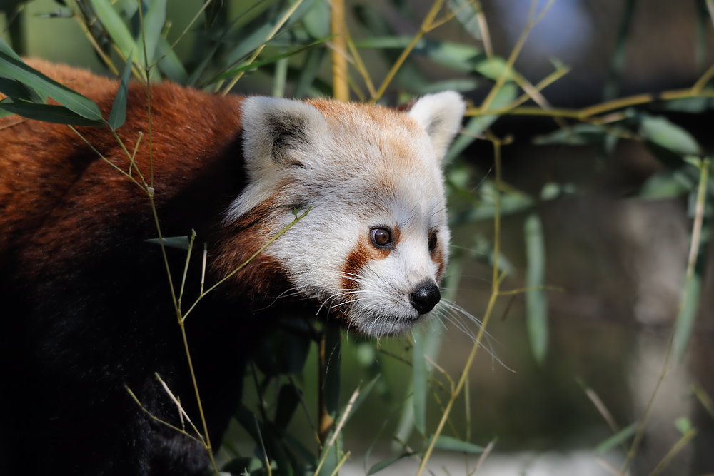 Kleiner Pandabär
Tiergarten Nürnberg