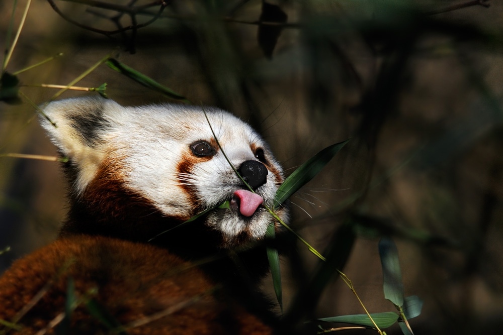 kleiner Pandabär