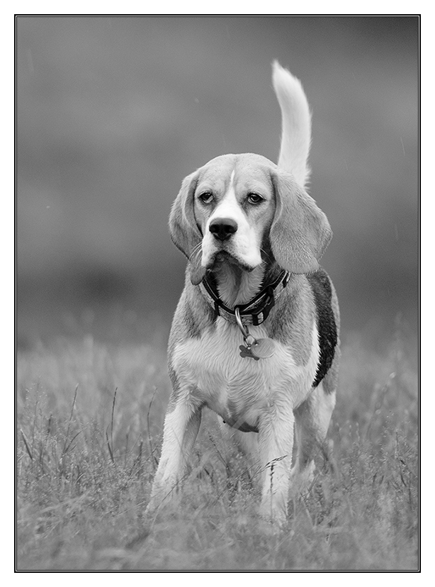 kleiner, süßer beagle sw