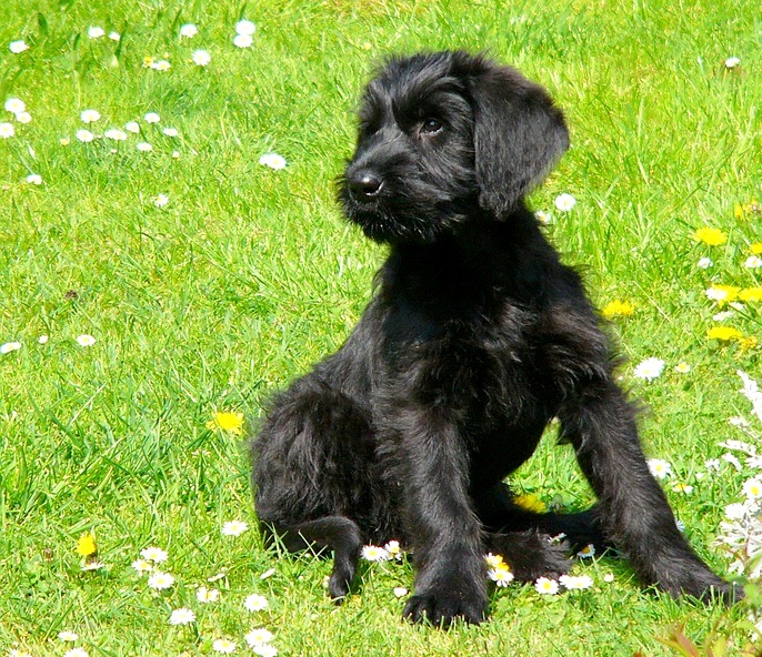 kleiner schwarzer Hund