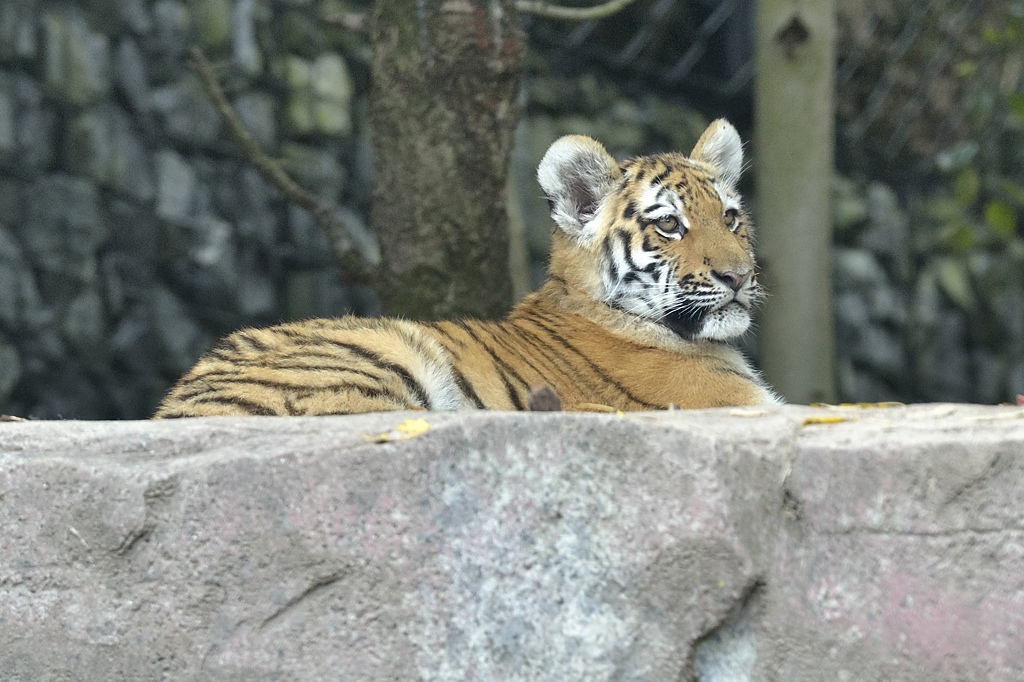 Kleiner Tiger