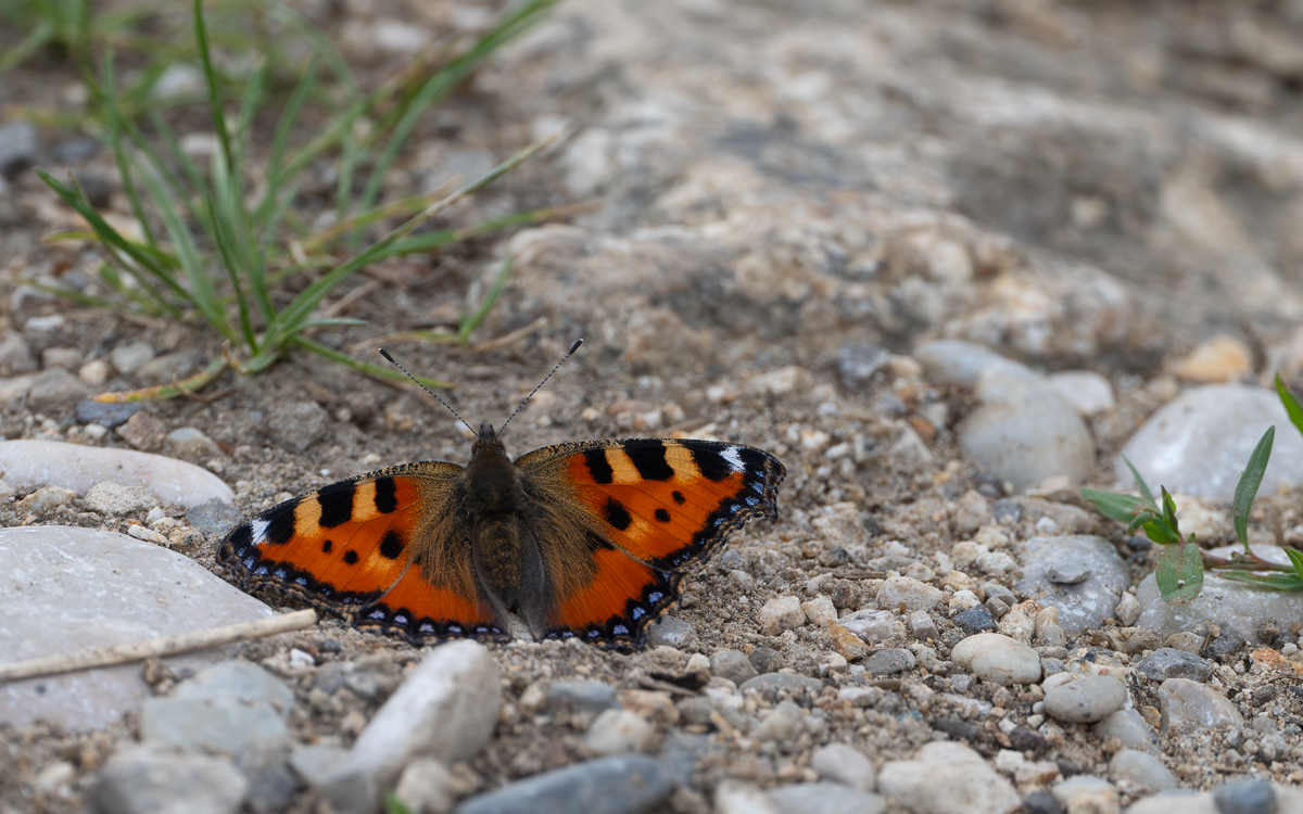 KleinerFuchs.jpg