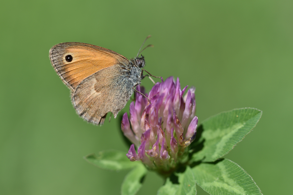 Kleines Wiesenvögelchen 082016 2