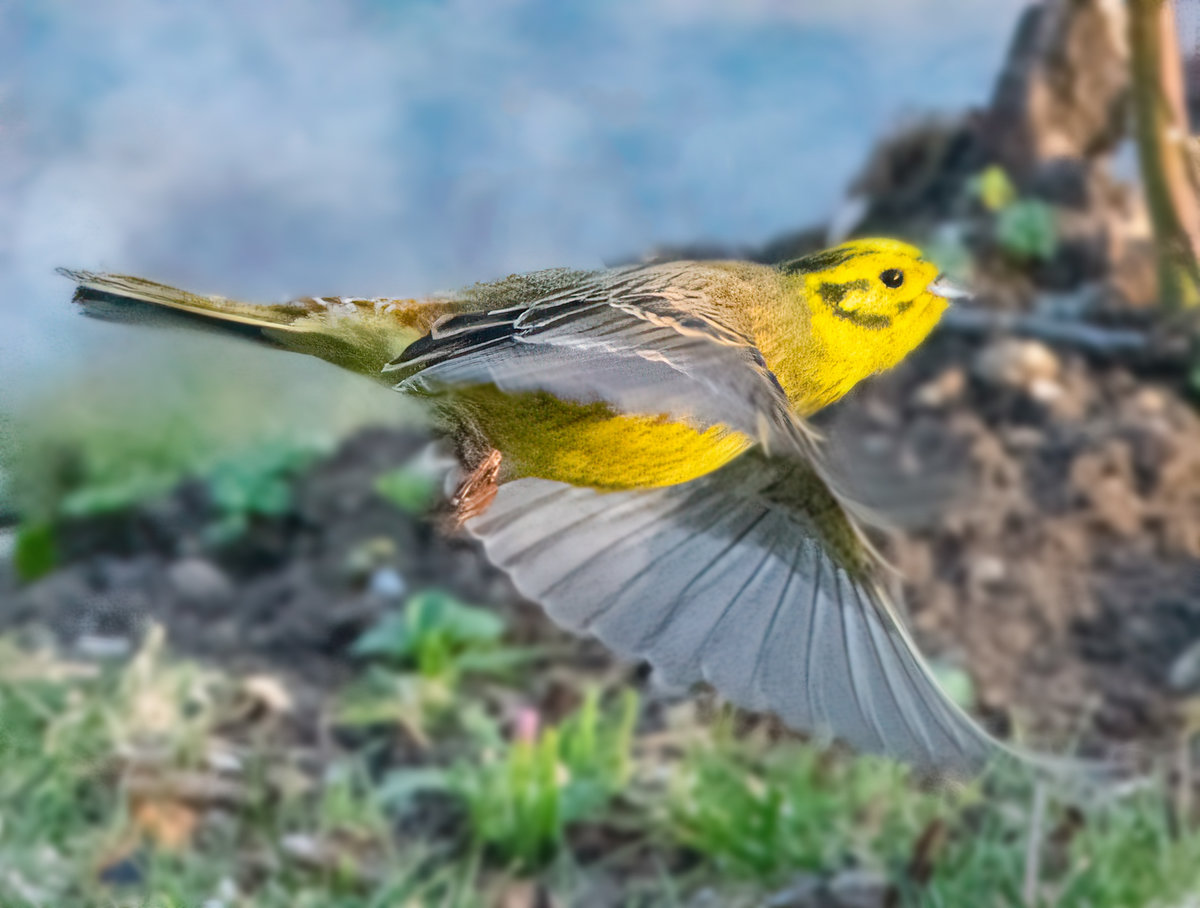 KleinGoldammerflieg.jpg