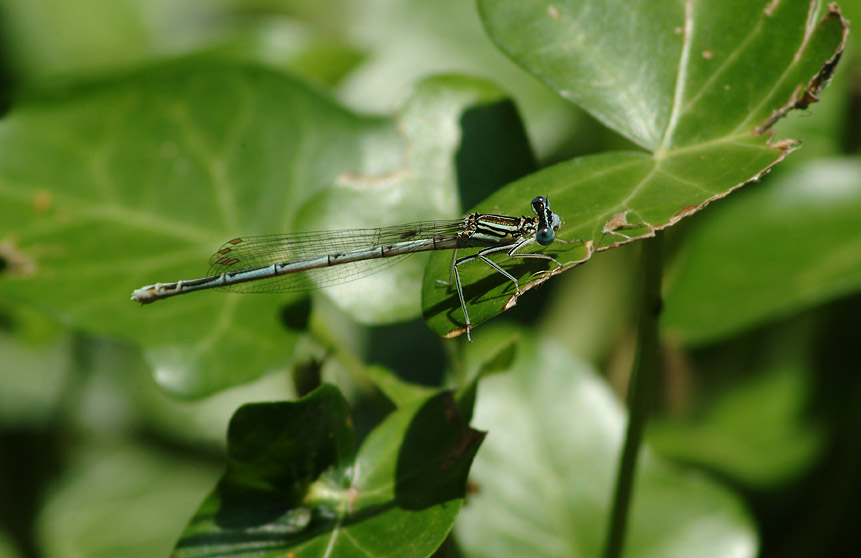 kleinlibelle