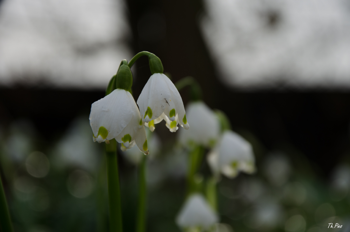 Klockenblumen