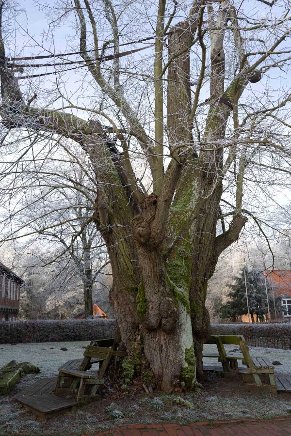 Klosterlinde Isenhagen.jpg