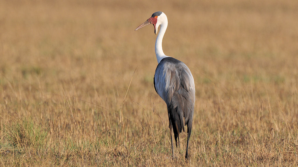 Klunkerkranich
Busanga Plains, Kafue
6428