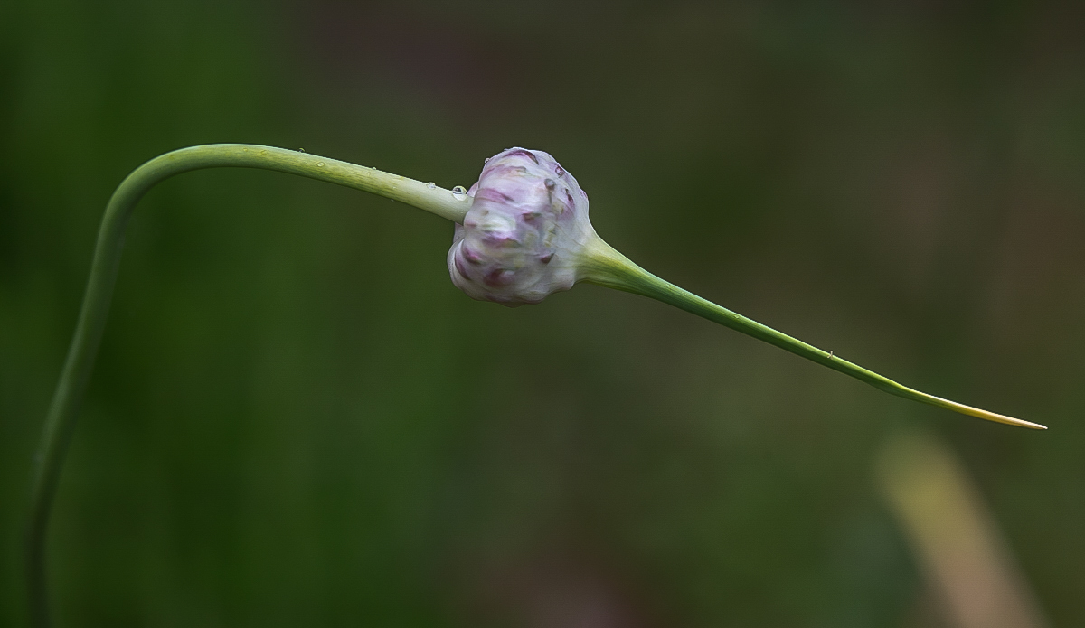 Knoblauch (1 von 1).JPG