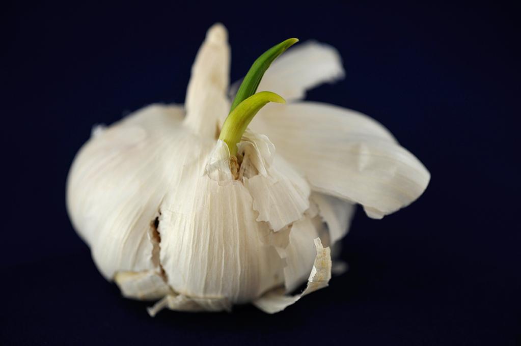 Knoblauch