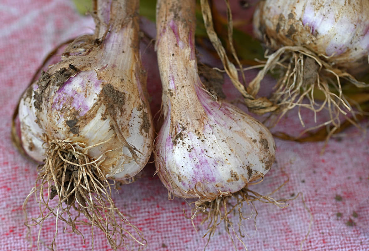 Knoblauchernte 2.jpg