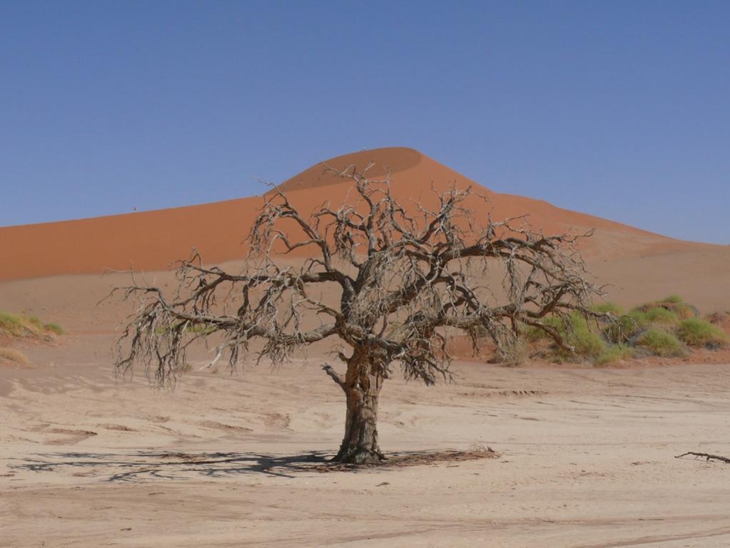 knochiger abgestorbener Baum weit hinten in der Salzpfanne des Sossusvlei Park
Foto ist unbearbeitet, es wurde ein circ Polfilter verwendet