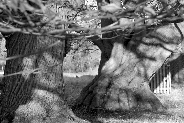 Knole Park, Sevenoaks, UK