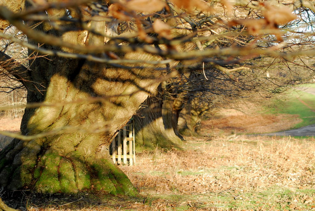 Knole Park, Sevenoaks, UK
