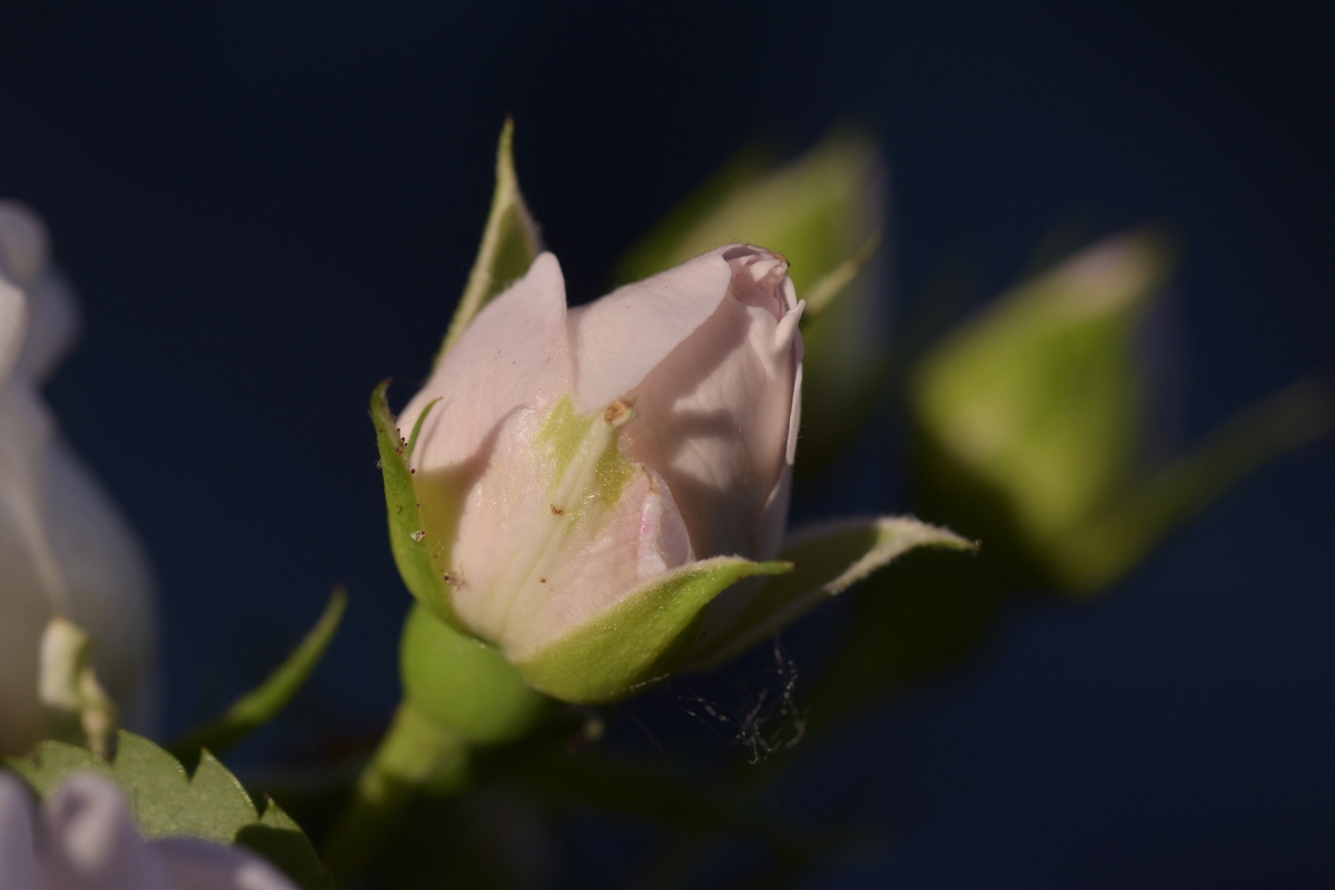 Knospe der fast weissen Rose